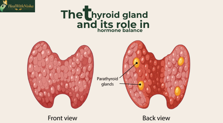 The thyroid gland and its role in hormone balance.